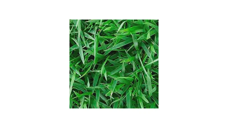Qual Melhor Semente de Grama Para Jardim: Guia de Tipos
