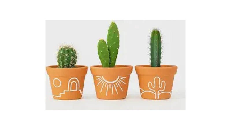 Qual Melhor Vaso Para Suculenta: Barro ou Plástico?