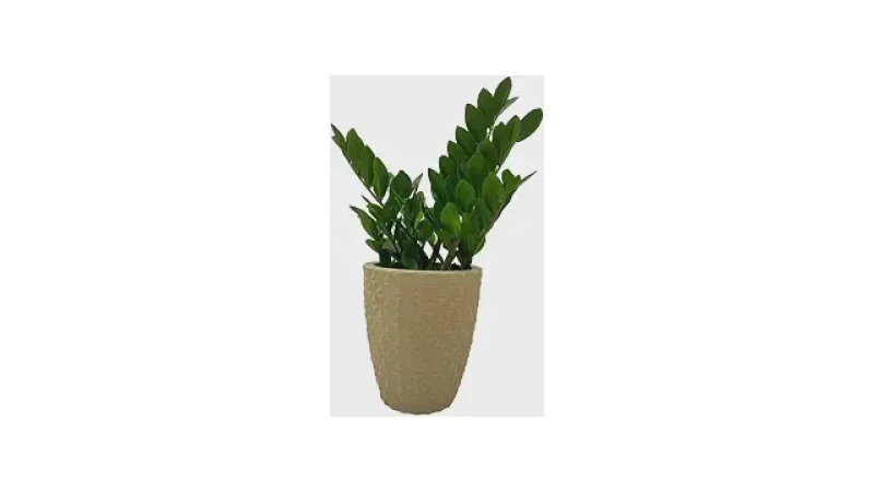 Qual Melhor Vaso Para Zamioculca? Guia de Modelos