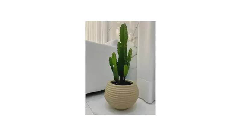 Qual o Melhor Vaso para Colocar Zamioculca: Guia Essencial