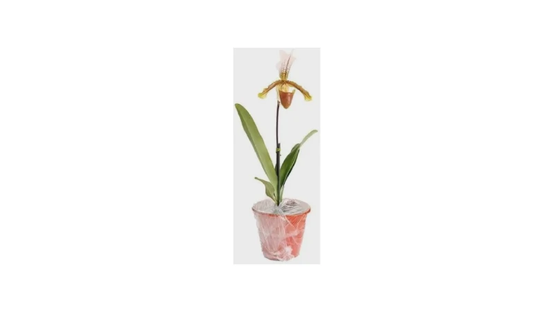 Qual o Melhor Vaso para Orquídea Sapatinho? Guia Definitivo